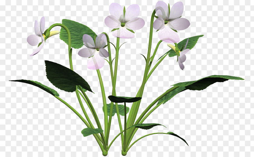 Flower Cut Flowers Petal Plant Stem Violet PNG