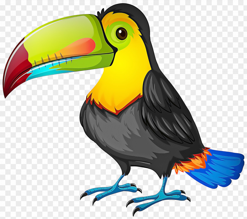 Hornbill Piciformes Bird PNG