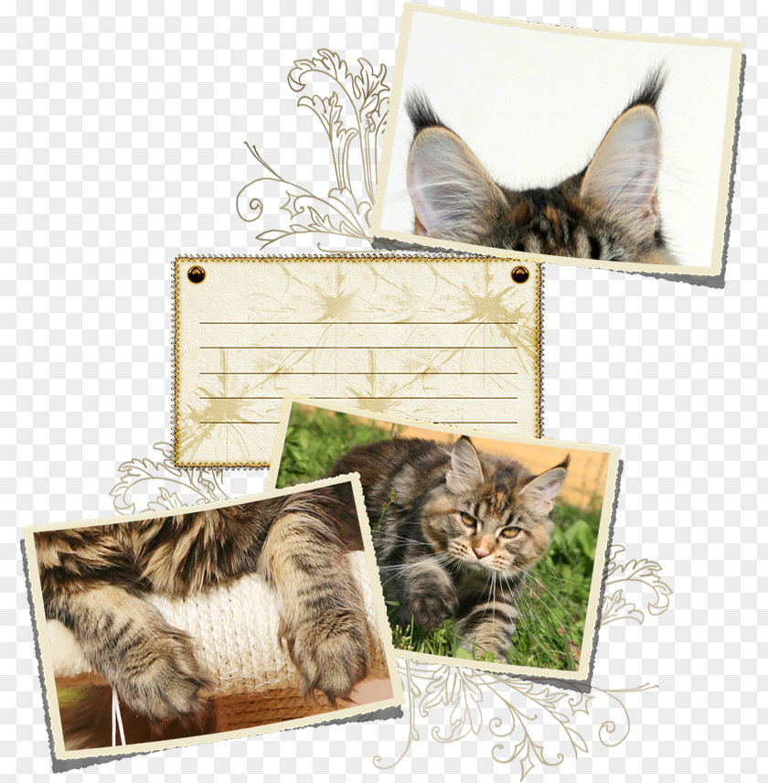 Maine Coon Tabby Cat Kitten Whiskers Picture Frames PNG