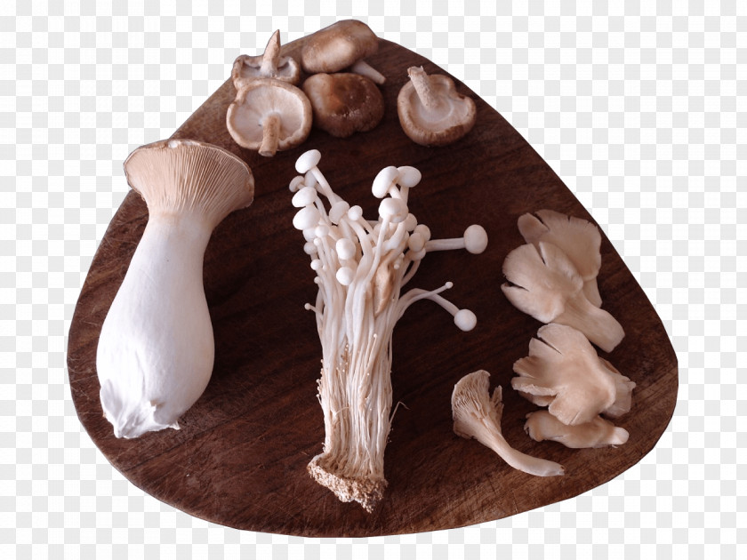 Mushroom Growing Pleurotus Eryngii Gourmet And Medicinal Mushrooms = Edible PNG