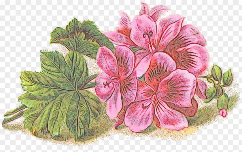 Perennial Plant Herbaceous Flower Pink Flowering Petal PNG