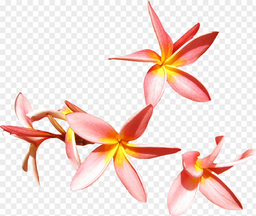 Tropical Flower Frangipani Clip Art PNG