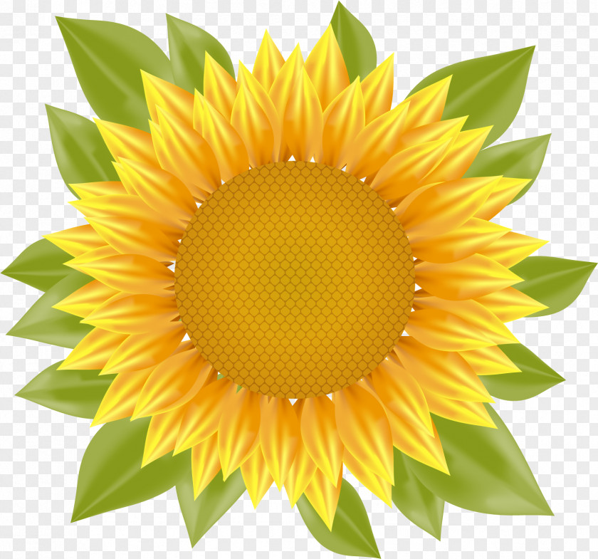 Vector Sunflower Common PNG