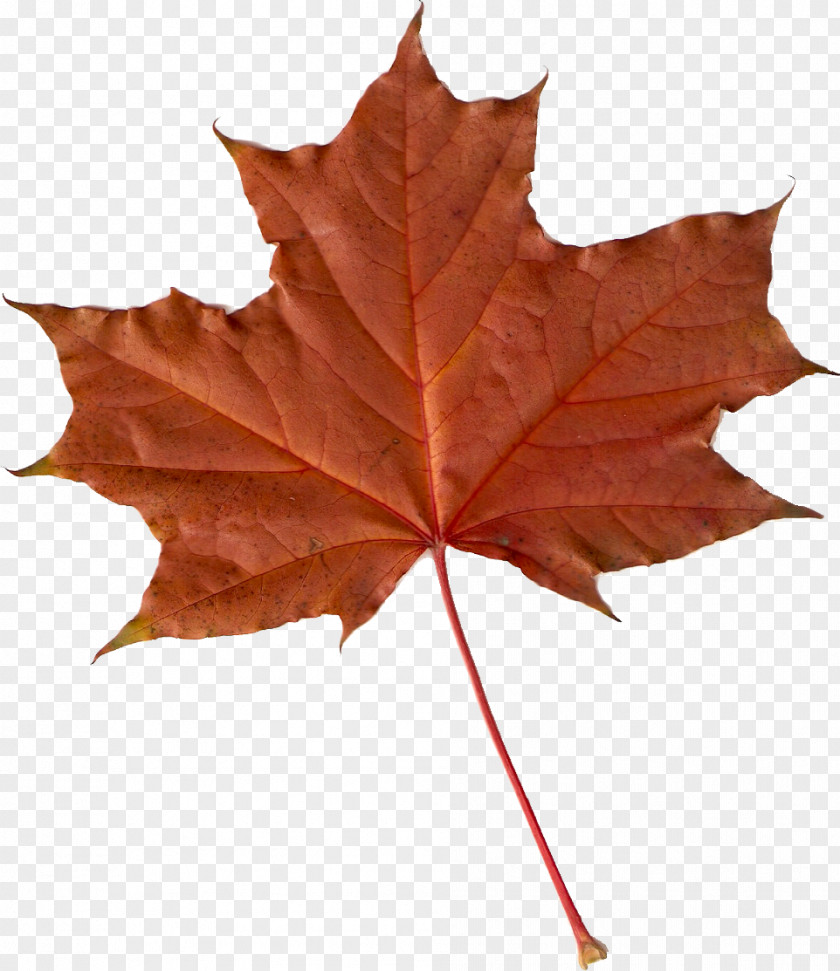 Autumn Maple Leaf Fractal Leaves Tree PNG
