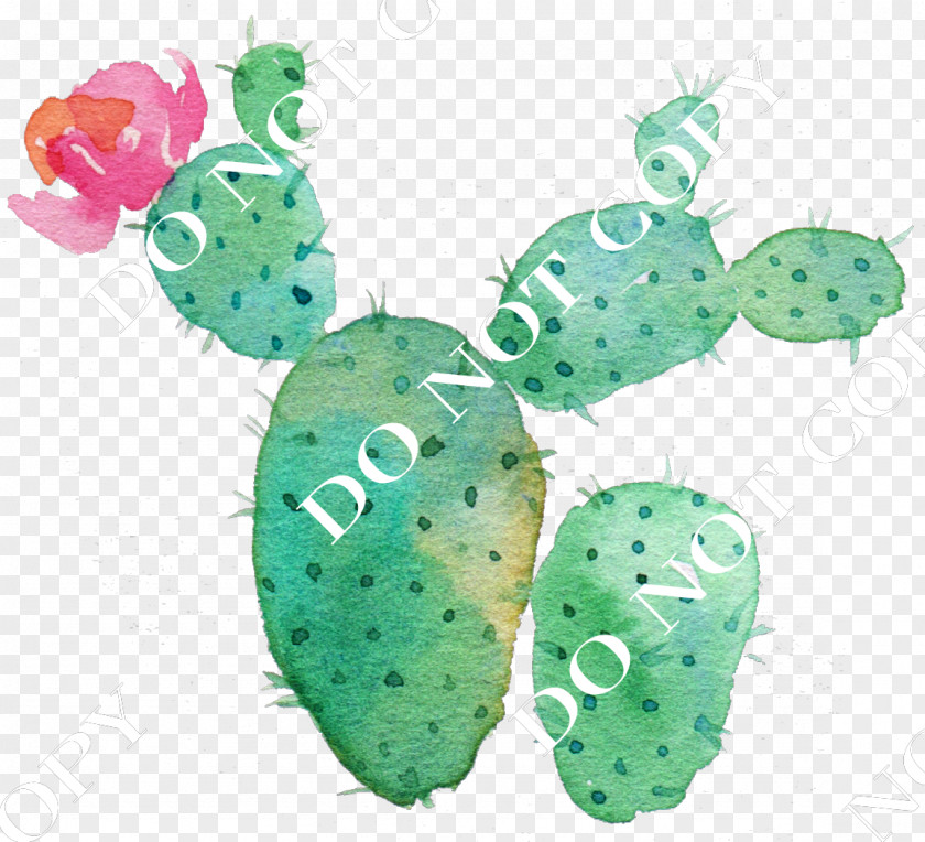 Cactus Creative Cactaceae Flower Succulent Plant Watercolor Painting PNG