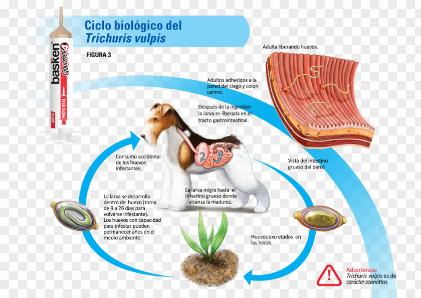 Dog Human Whipworm Trichuris Vulpis Roundworms Biological Life Cycle PNG