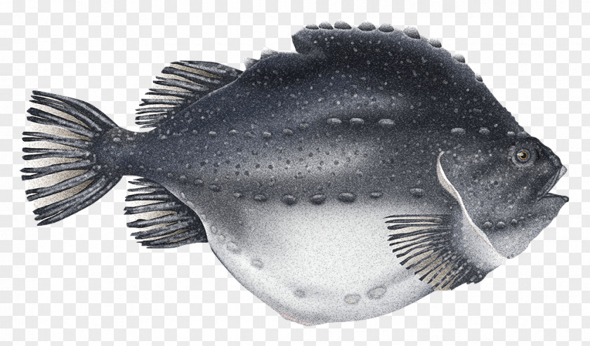 Gadus Morhua Cyclopterus Lumpus Roe Caviar Cod Atlantic Halibut PNG