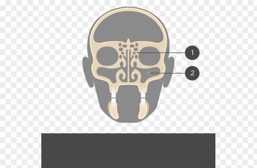 Skull Perpendicular Plate Of Ethmoid Bone Sinus Frontal Anatomy PNG
