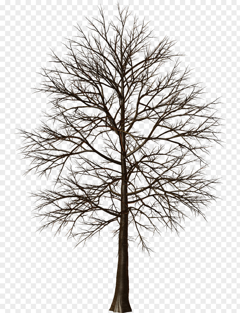 Tree Larch Pine Clip Art PNG