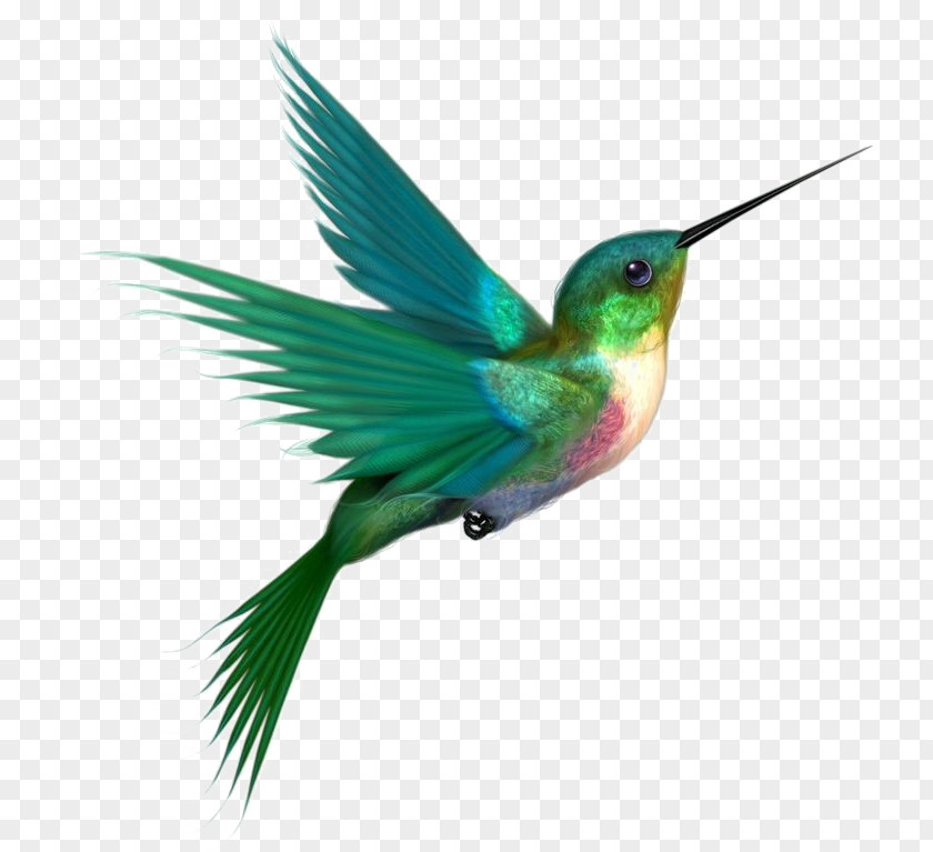 Bird Hummingbird Clip Art Transparency PNG