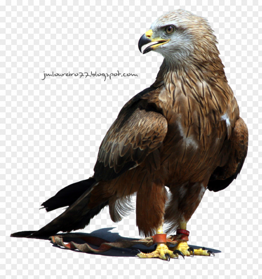 Eagle Desktop Wallpaper PNG