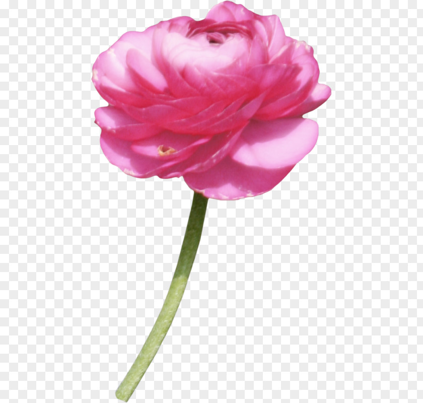 Garden Roses Albom Centifolia Clip Art PNG