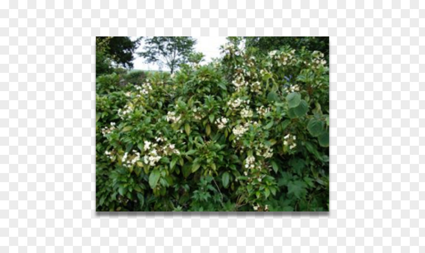 Hydrangea Shrub Climbing Jasminum Humile Plant PNG