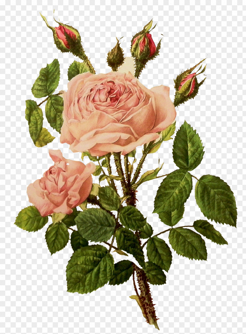 Rose Floral Design Clip Art Illustration PNG