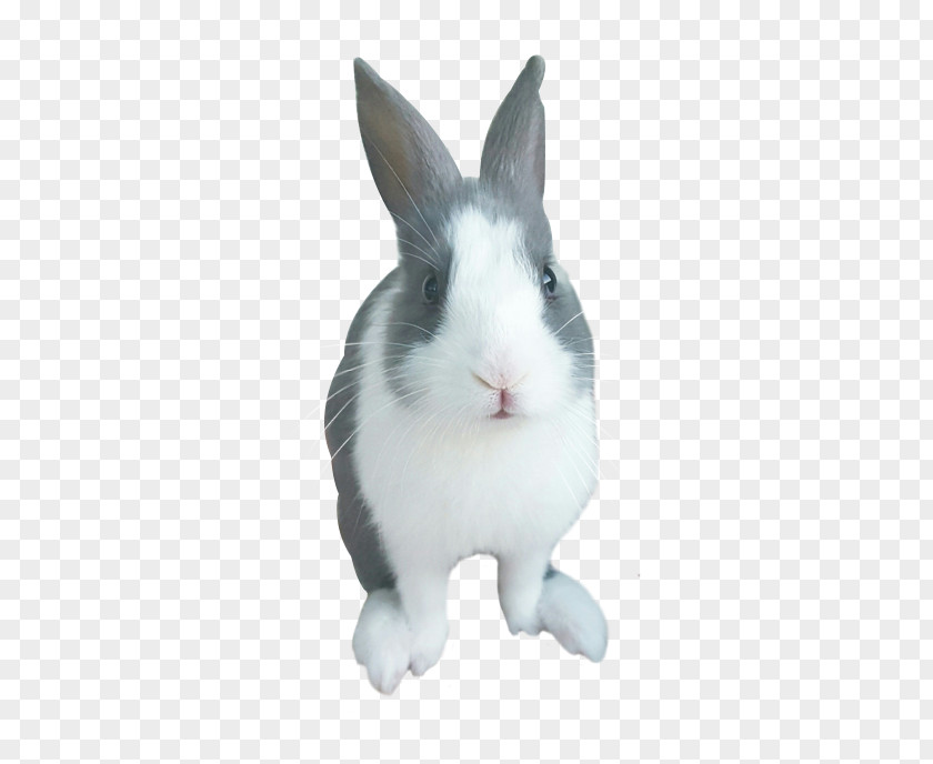 Jowar Domestic Rabbit Whiskers Snout PNG