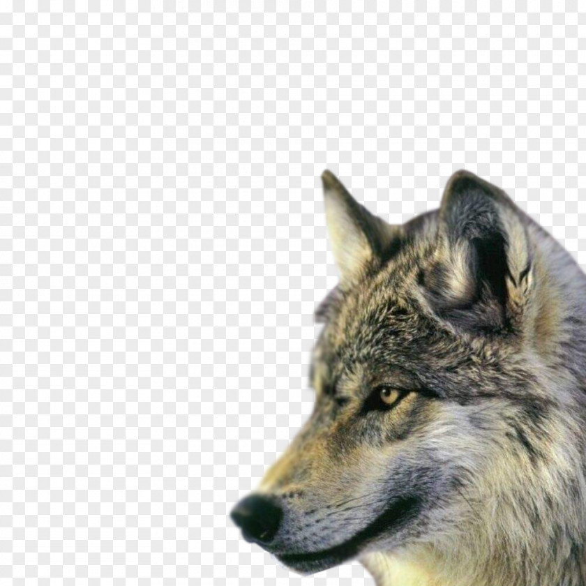 Animal Avatar Rocky Mountains Northern Mountain Wolf Dhole Wildlife Canis Lupus Youngi PNG