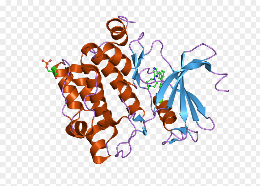 European Bioinformatics Institute Epidermal Growth Factor Receptor Serine/threonine-specific Protein Kinase PIM1 PNG