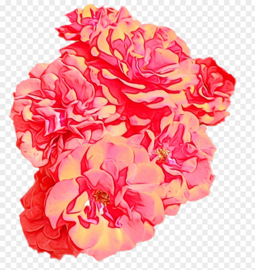 Garden Roses Cabbage Rose Floribunda Cut Flowers PNG