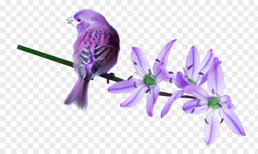Violet Bird Owl Lilac Clip Art PNG