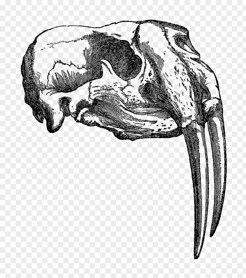 Walrus Drawing Animal Skulls PNG