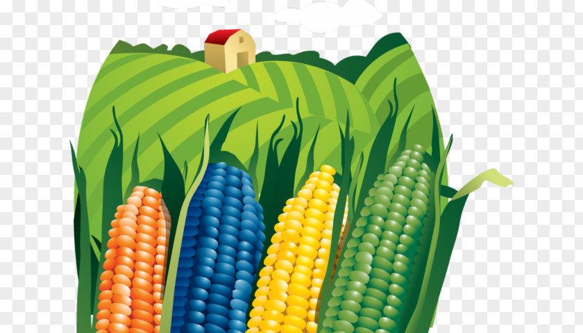 Agriculture Clipart Download Vector Graphics Clip Art Corn PNG