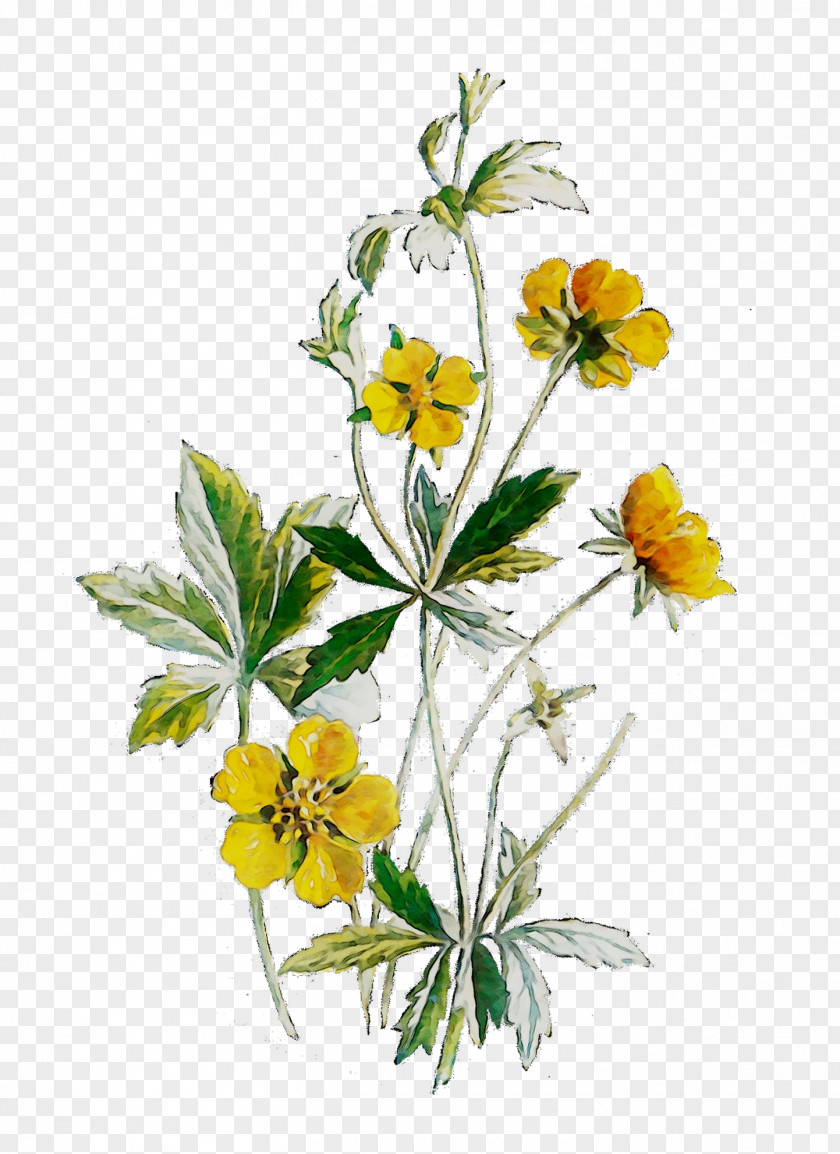 Cut Flowers Plant Stem Herbaceous Herbalism PNG