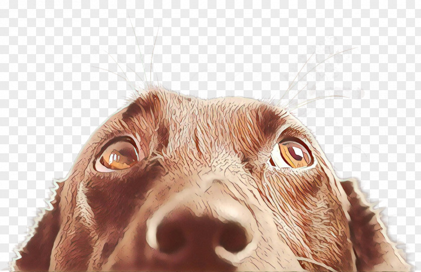 Fur Drawing Dog PNG