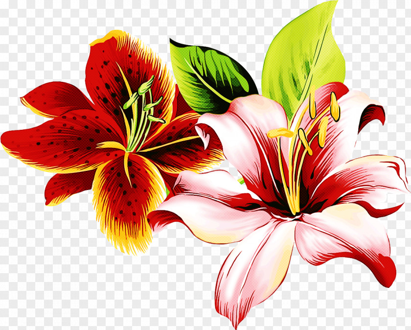 Hibiscus Hawaiian Flower Lily Petal Plant Red PNG