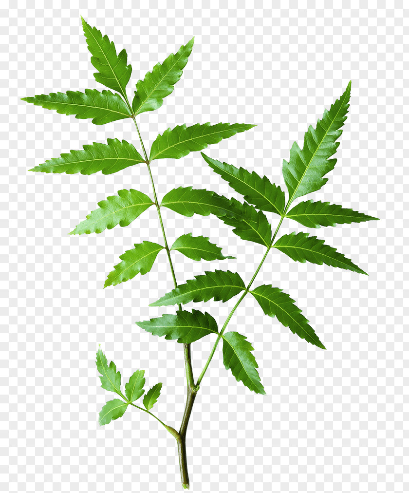 Neem Oil Tree The Himalaya Drug Company Ayurveda Herb PNG