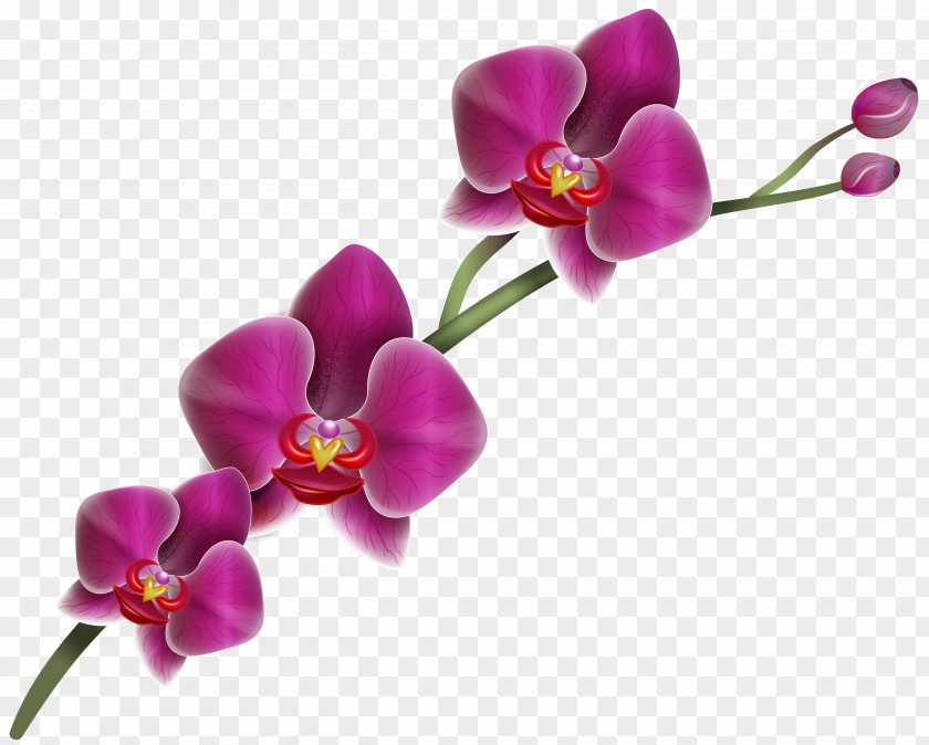 Purple Orchid Clipart Image Orchids Clip Art PNG