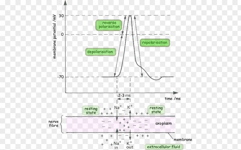 Skeletal Muscle Depolarization Cell Membrane Potential Resting Repolarization PNG