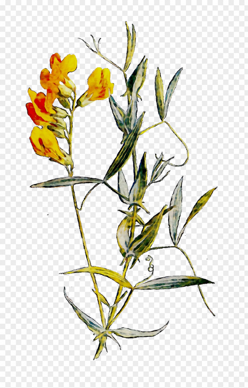 Twig Plant Stem Flowering Herbaceous PNG