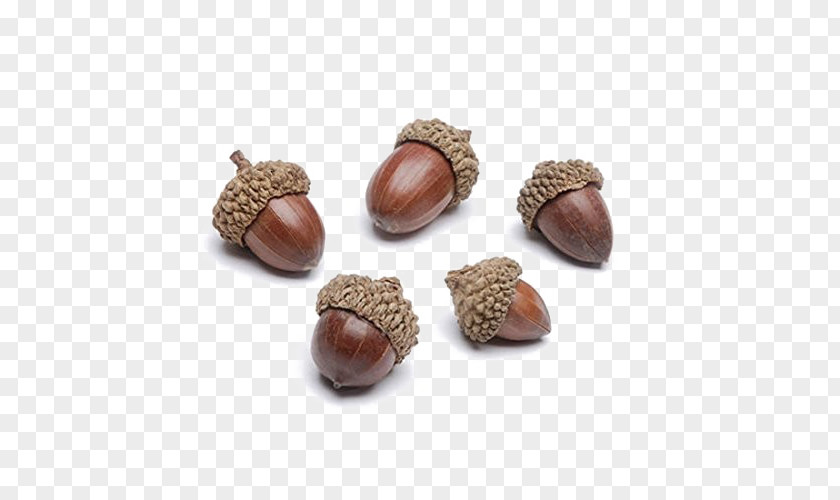 Acorn Autumn Oak Thanksgiving Day Nut PNG