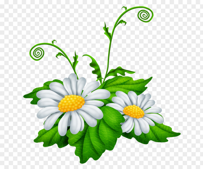 Chamomile Clip Art Oxeye Daisy Image PNG