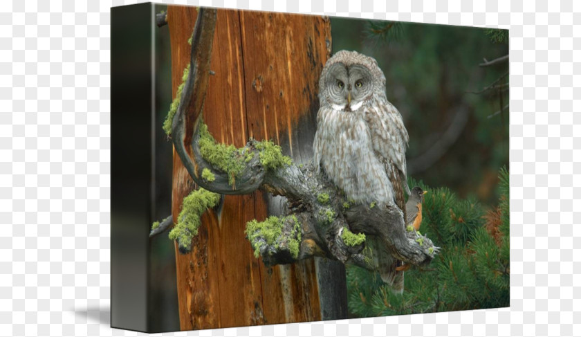 Great Grey Owl Gallery Wrap Canvas Art PNG