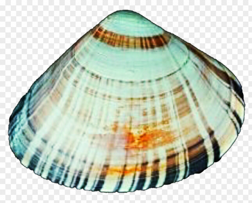 Seashell Clam Cockle Mussel Oyster Veneroida PNG