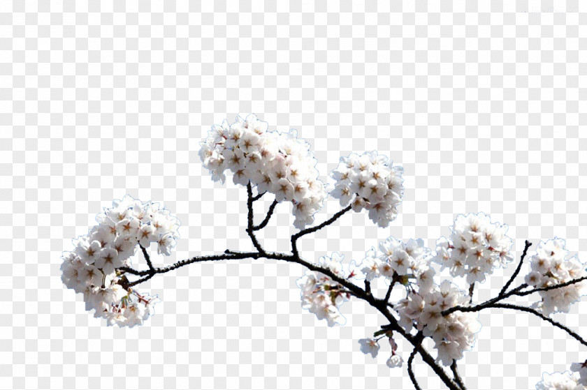 White Cherry Blossoms Blossom PNG