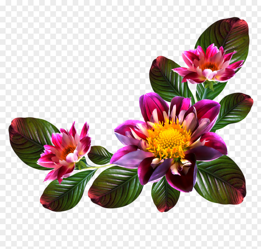 Flower Digital Photo Frame Photography Clip Art PNG