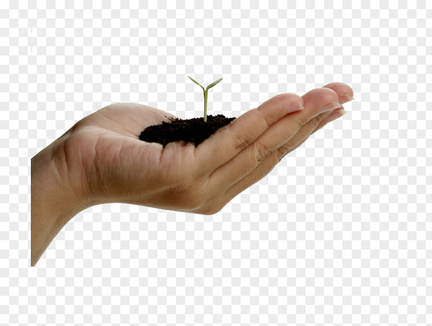 Holding Green Plants Hand Seedling Shoot Finger PNG