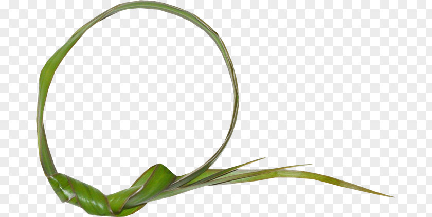 Leaf Grasses Plant Stem Flower PNG