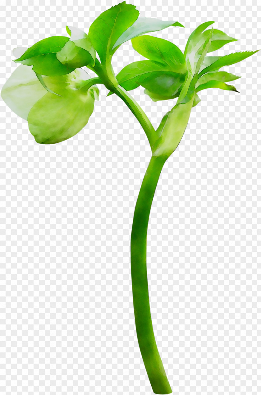 Plant Stem Green Flower Leaf Branching PNG