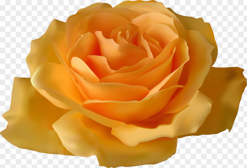 Rose Yellow Flower Clip Art PNG