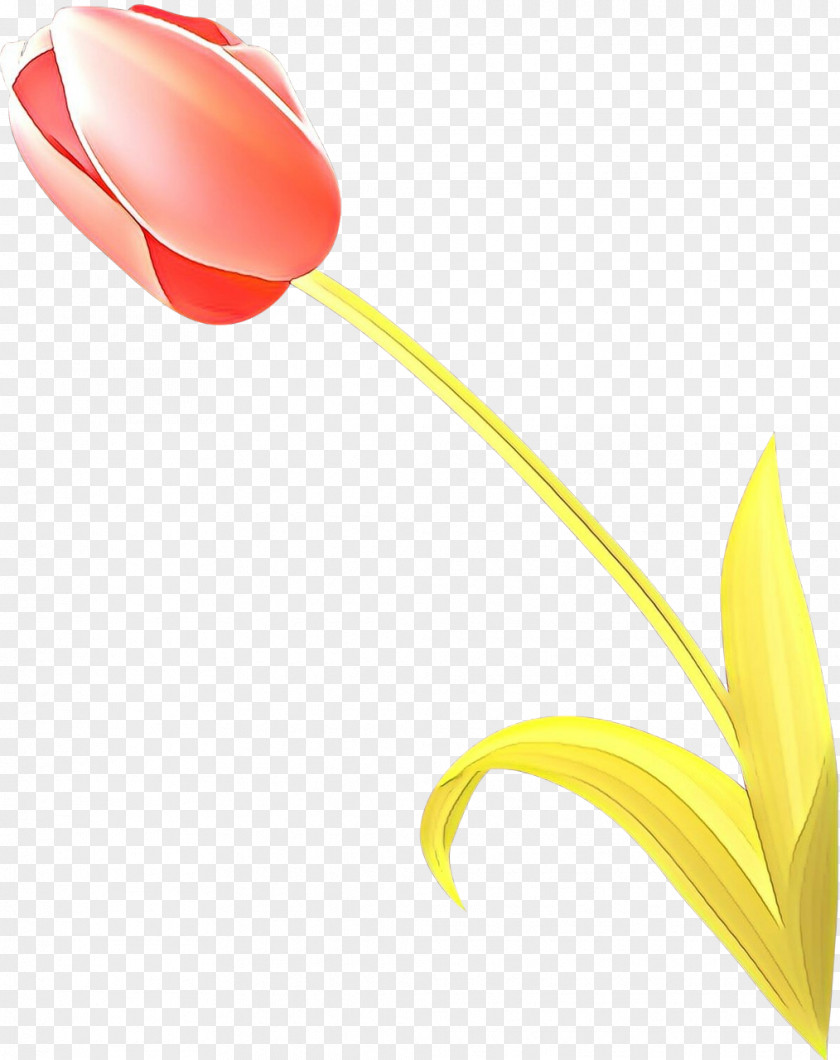 Yellow Tulip Flower Plant Lily Family PNG
