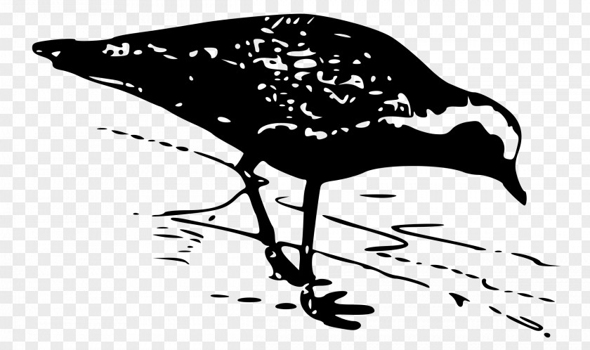 Bird American Golden Plover European Pacific Clip Art PNG