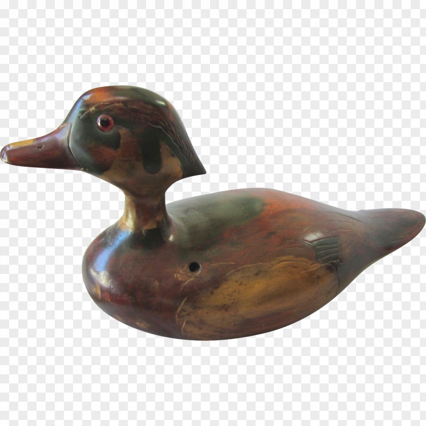 Duck Mallard Beak PNG