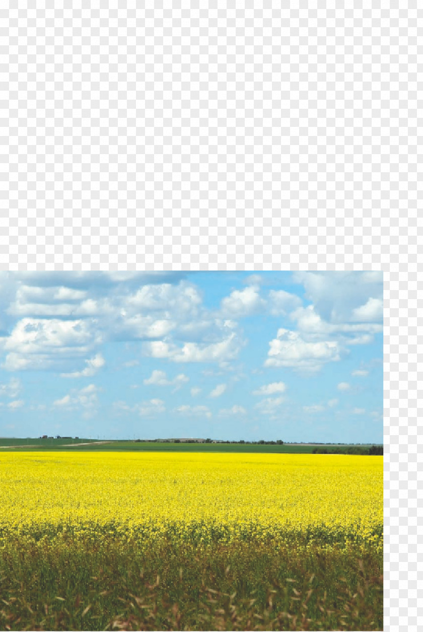 Energy Canola Prairie Ecoregion Rapeseed PNG