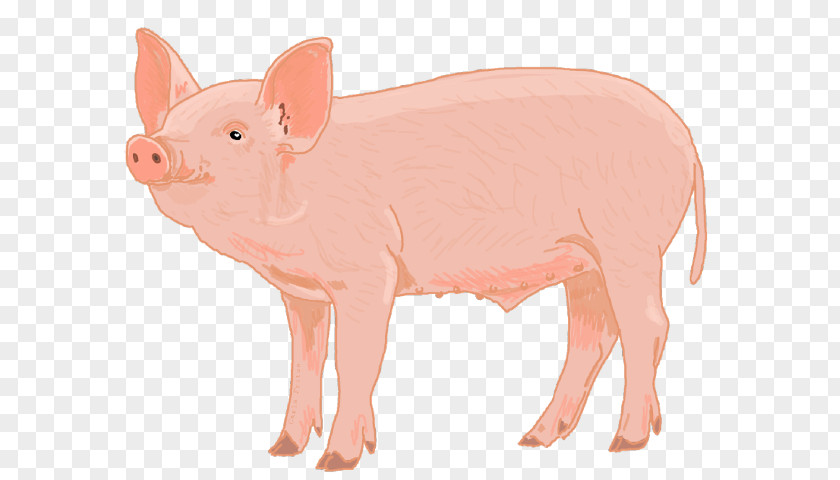 Fawn Livestock Pink Suidae Animal Figure Snout PNG