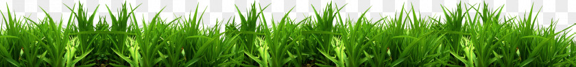 Grass Vetiver Sweet Commodity Green Wheatgrass PNG