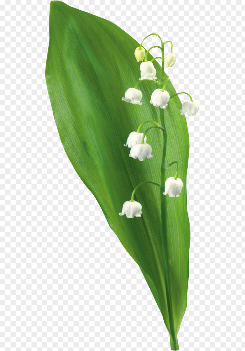 Lily Of The Valley Lilium Flower Clip Art PNG