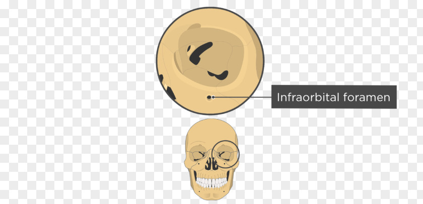 Orbital Plate Ethmoid Bone Product 4K Resolution Ear 1080p Label PNG